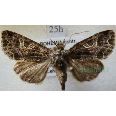 Hadena capsincola (Denis & Schiffermüller, 1775) Czech25h